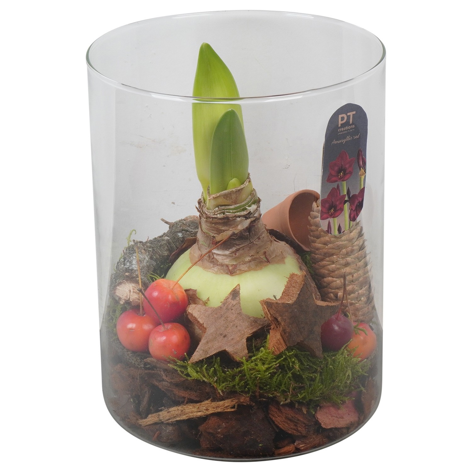 PTACH2409 Arrangement Amaryllis Christmas in glazen cylinder, D 15