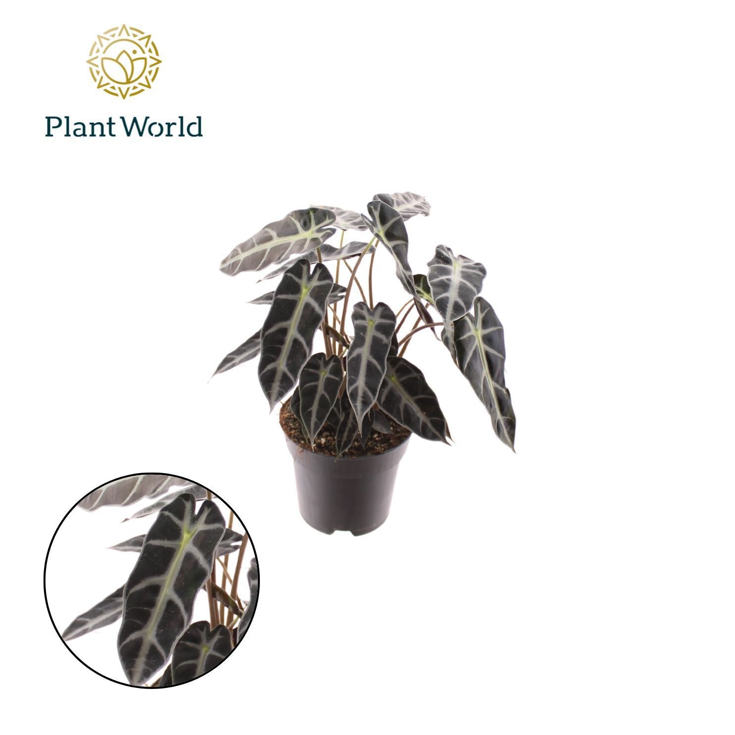 Alocasia Bambino Arrow 2 p.p., D 14