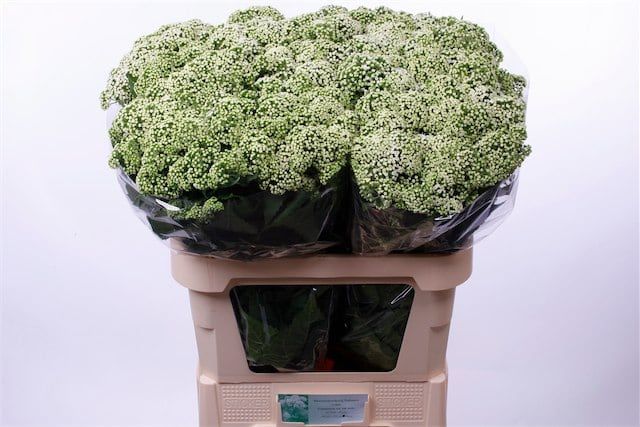 Евпаториум Браунлаб 80, шт.