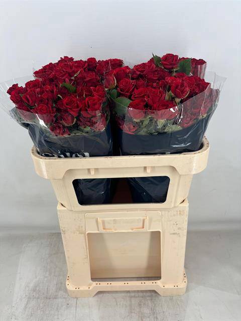 Роза куст. Мирабель 70, шт.