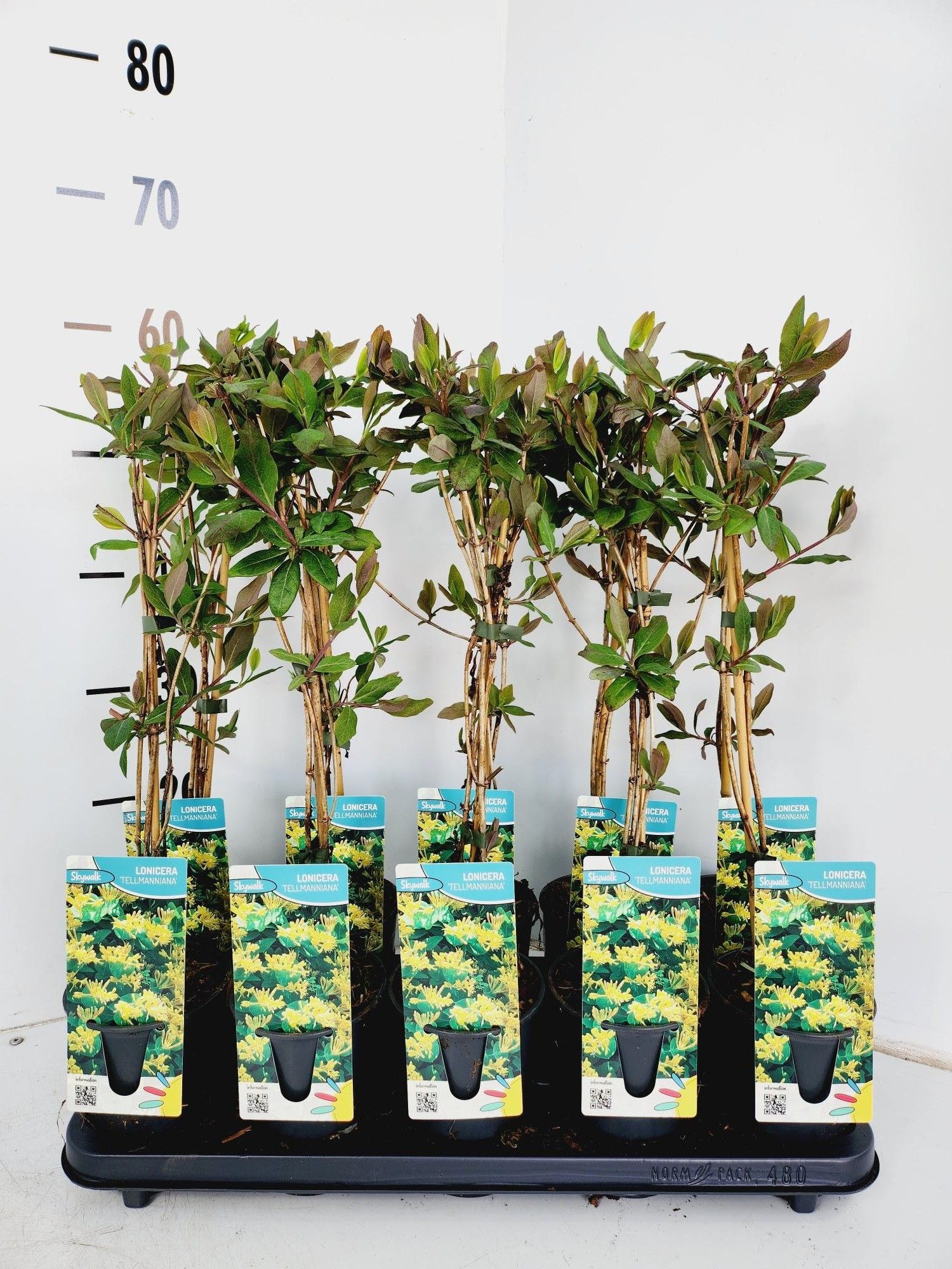 Lonicera tellmanniana, D 12 cm