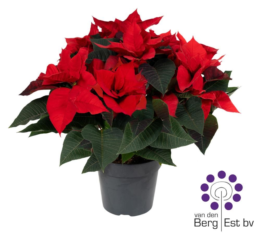 Euphorbia Pulcherrima (Poinsettia) Rood 17 CM, D 17 cm