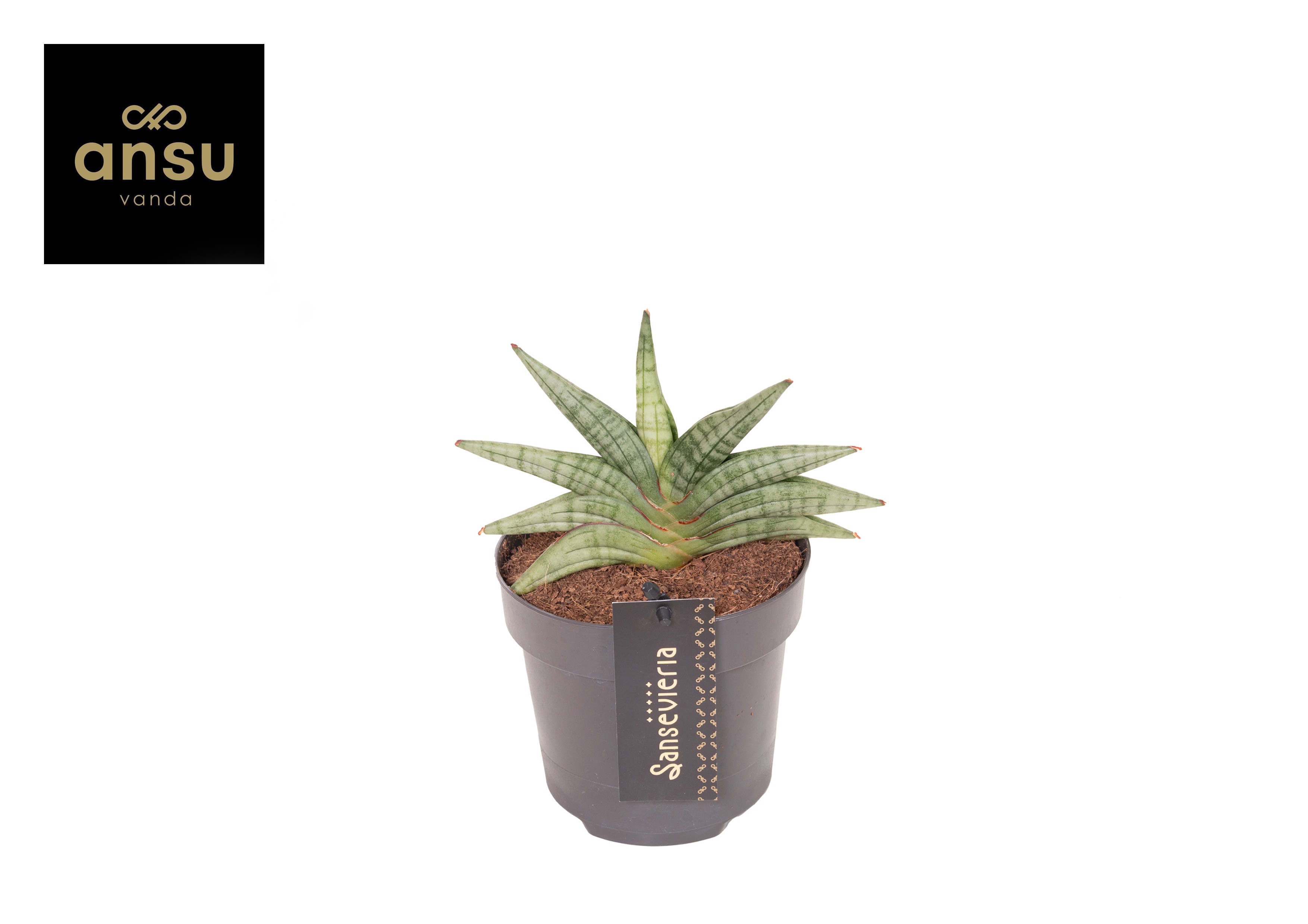 Sansevieria Inti Mini No. 1, D 12