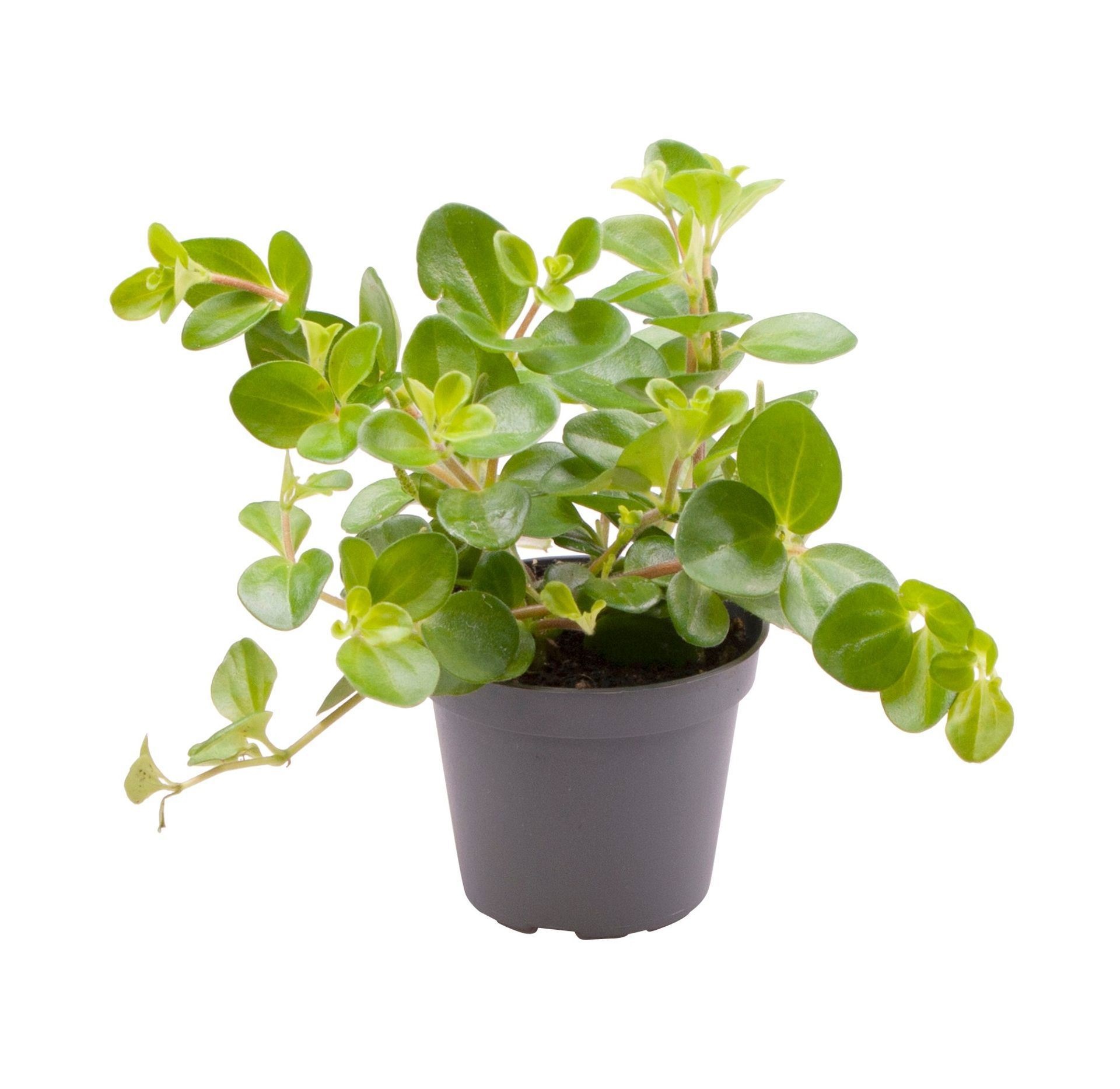 Peperomia Rotundifolia, D 6