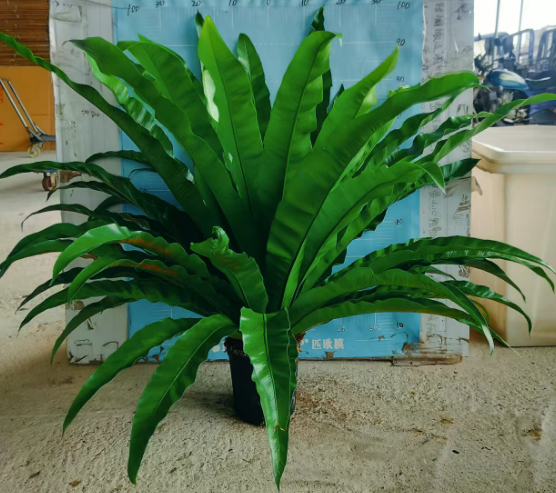 Блечнум ориентале Премиум Сприд-лиф бирд'с Нест Папоротник 21 110