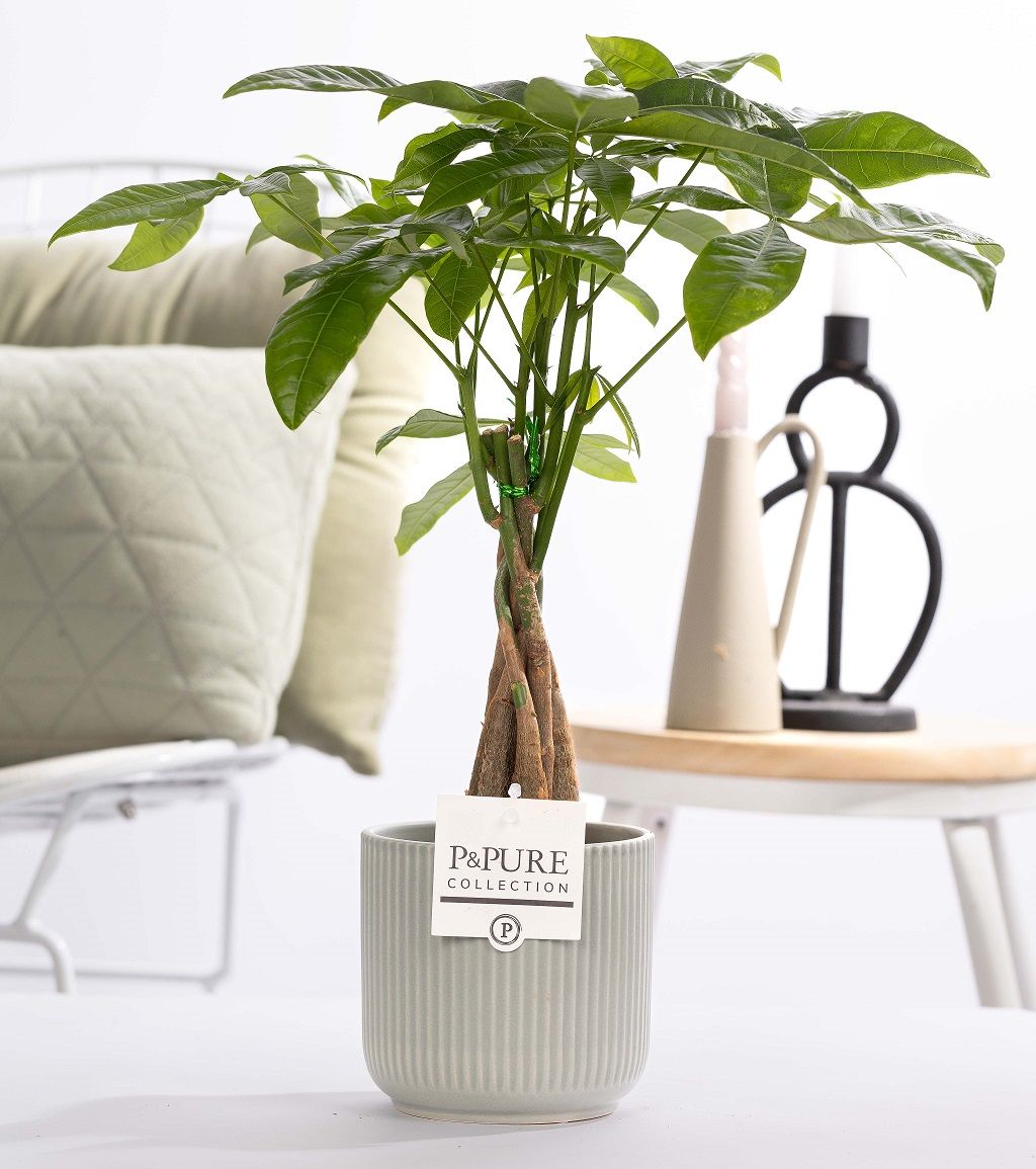 Pachira Aquatica in P&PURE ceramics Sophie green, D 12