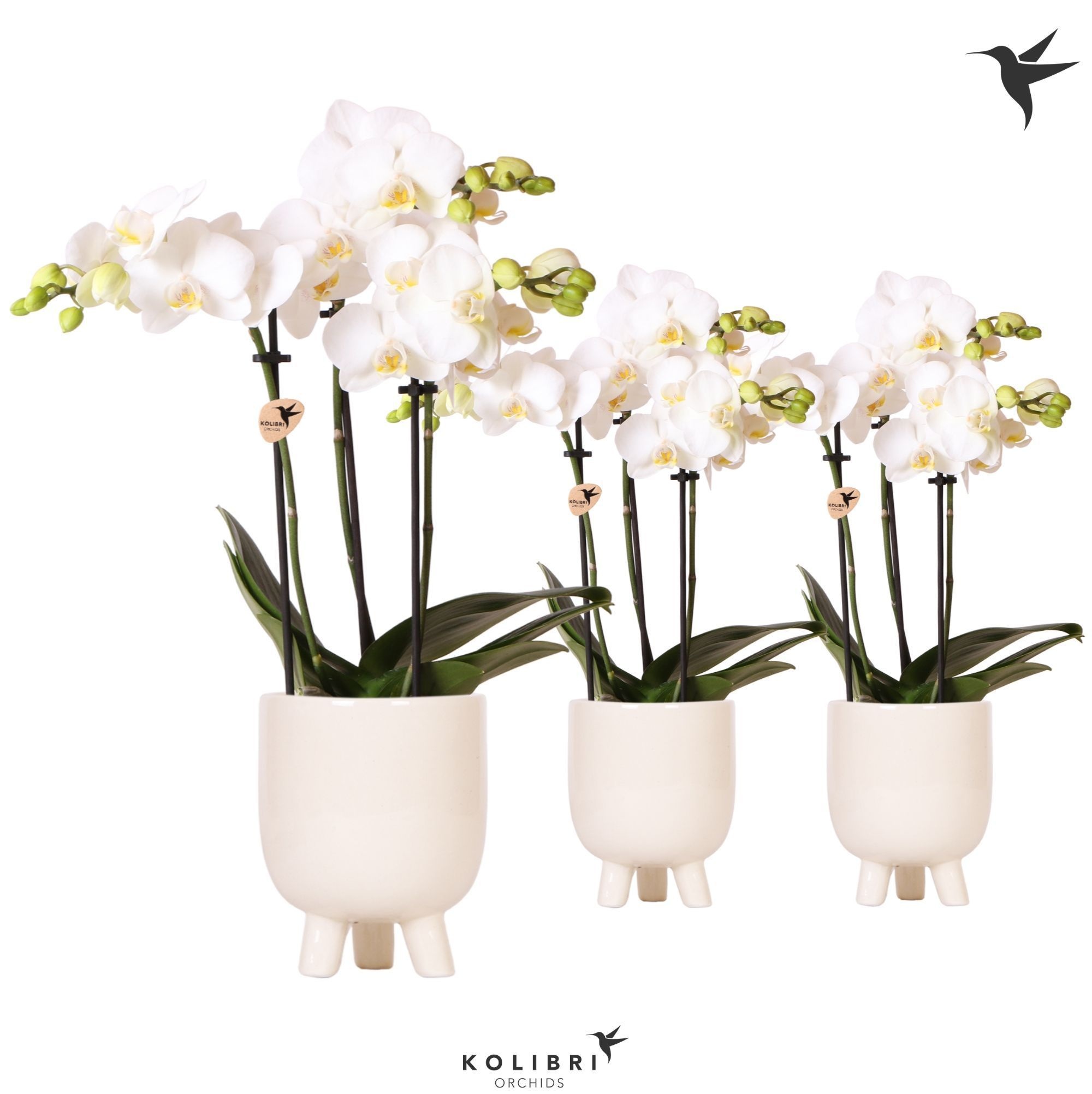 Kolibri Orchids Phalaenopsis white 3 spike in Gummy travertine, D 9
