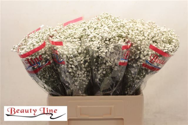 Гипсофила Бьюти Брайд 60, шт.