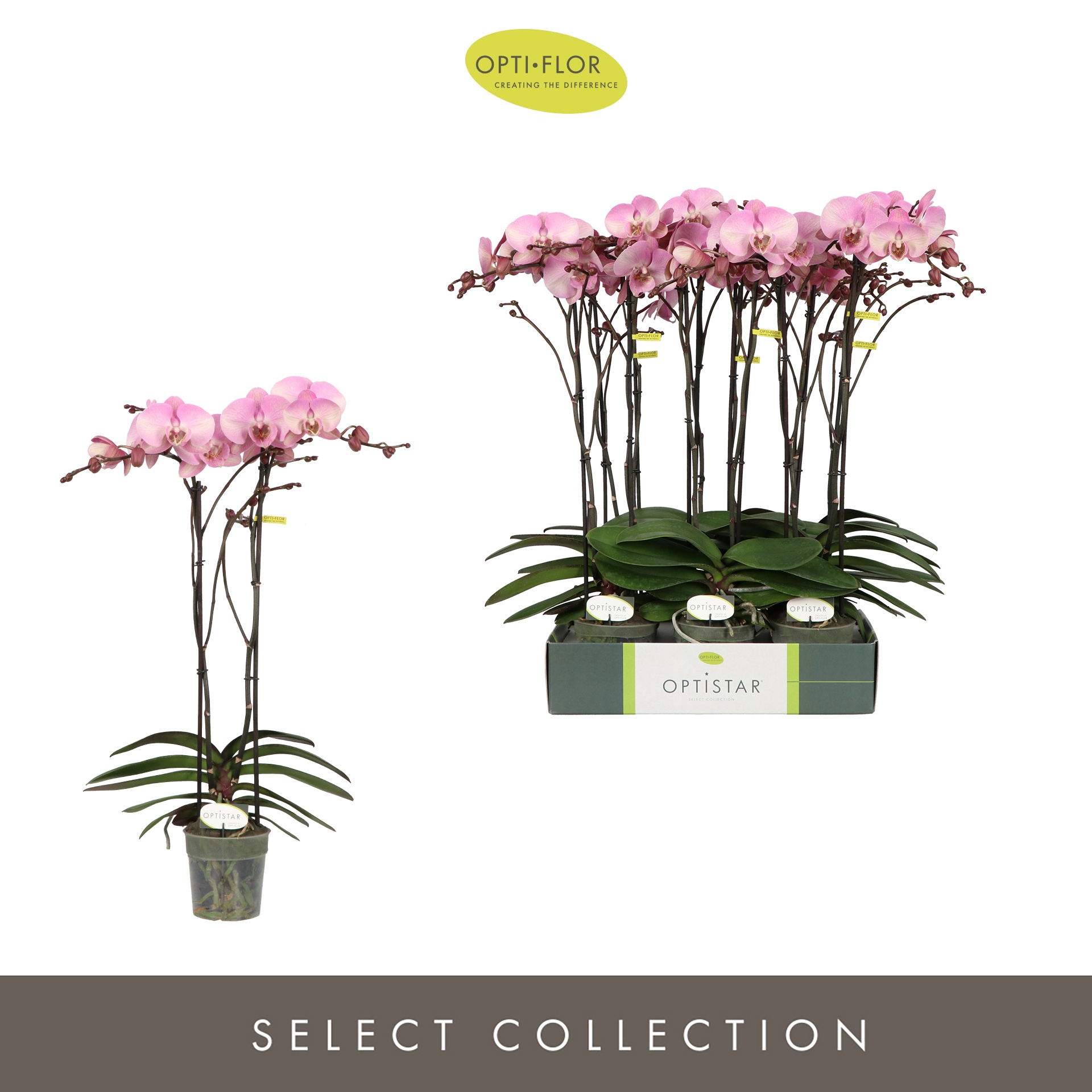 Optistar Madonna 2 spike, D 12 cm