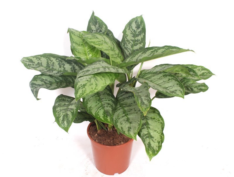 Aglaonema Chantal, D 24