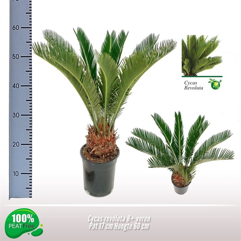 Cycas revoluta 8-11 veren, D 17