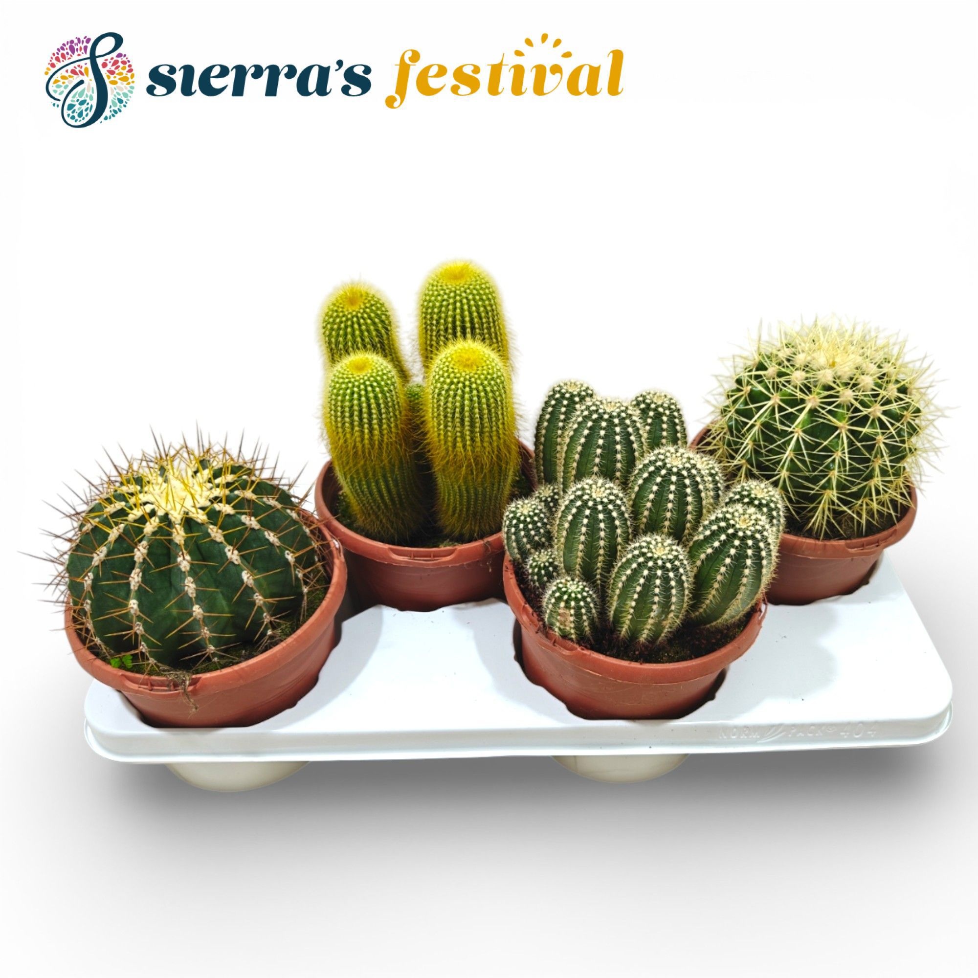Festival® - Cactus Mix, D 17
