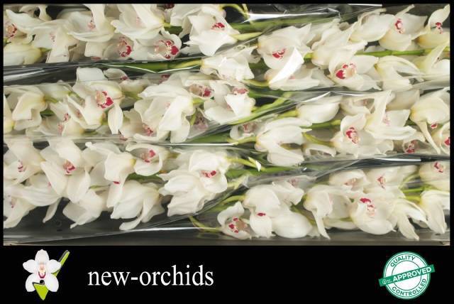 Цимбидиум Мазурка x6 80, шт.