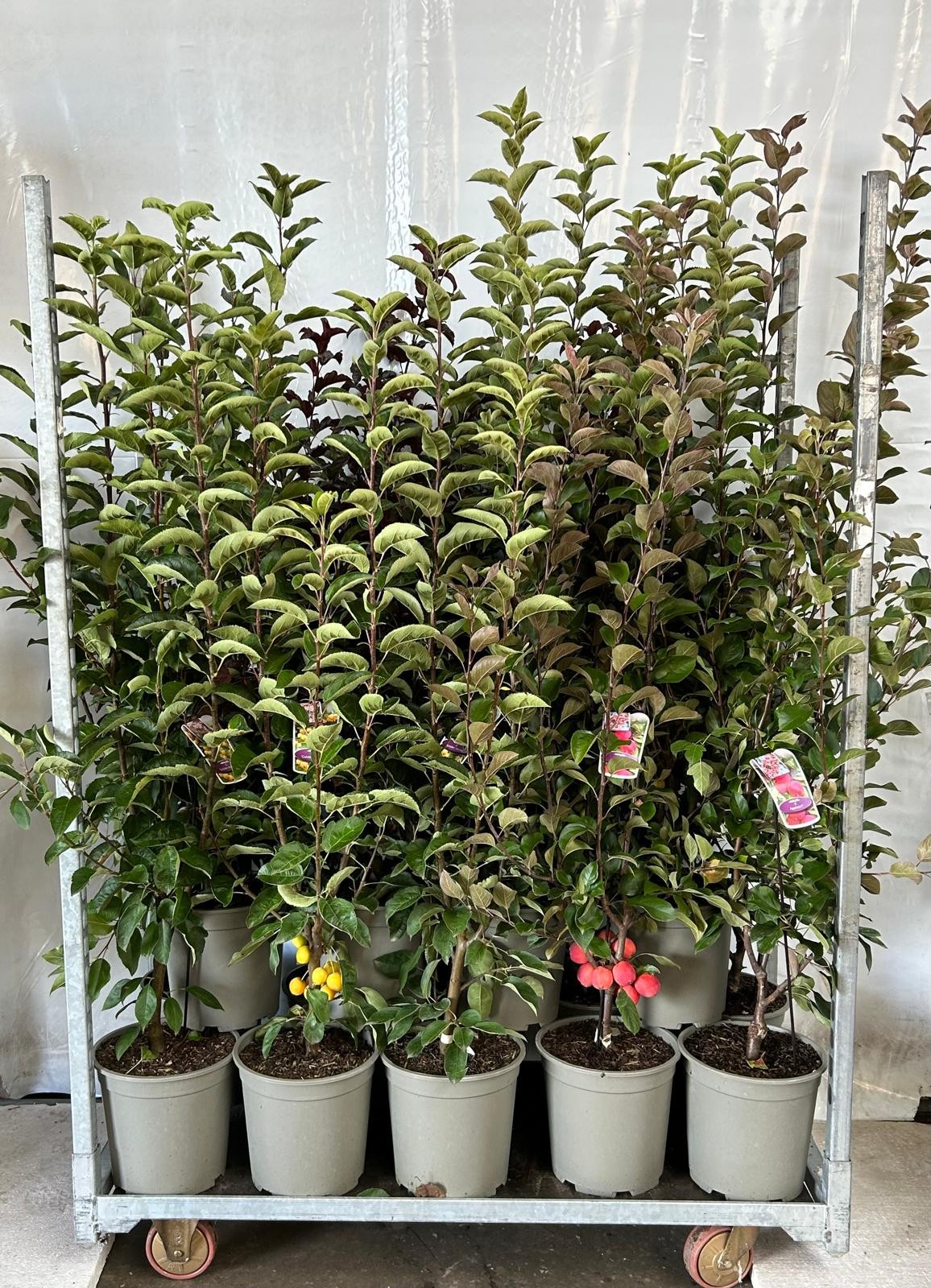 Malus in cultivars, D 27