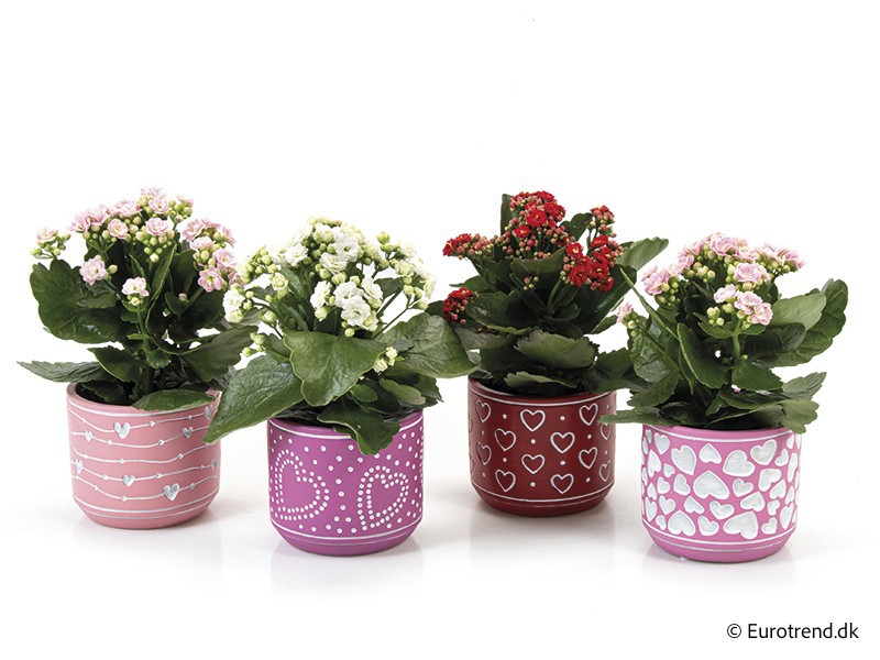 VALENTIJN CERAMIC 2026 KALANCHOE E 3873, D 10