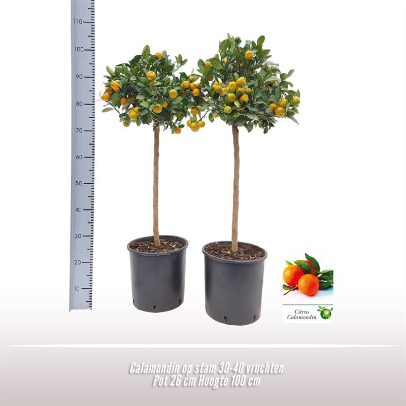 Calamondin op stam, D 26