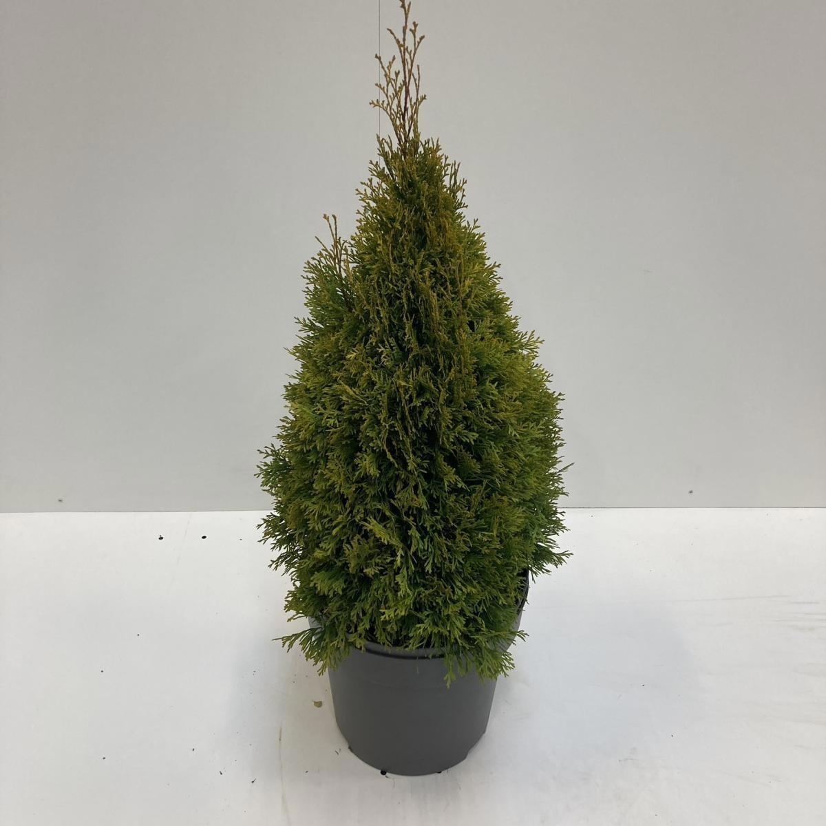 Thuja occ. Golden Smaragd, D 32
