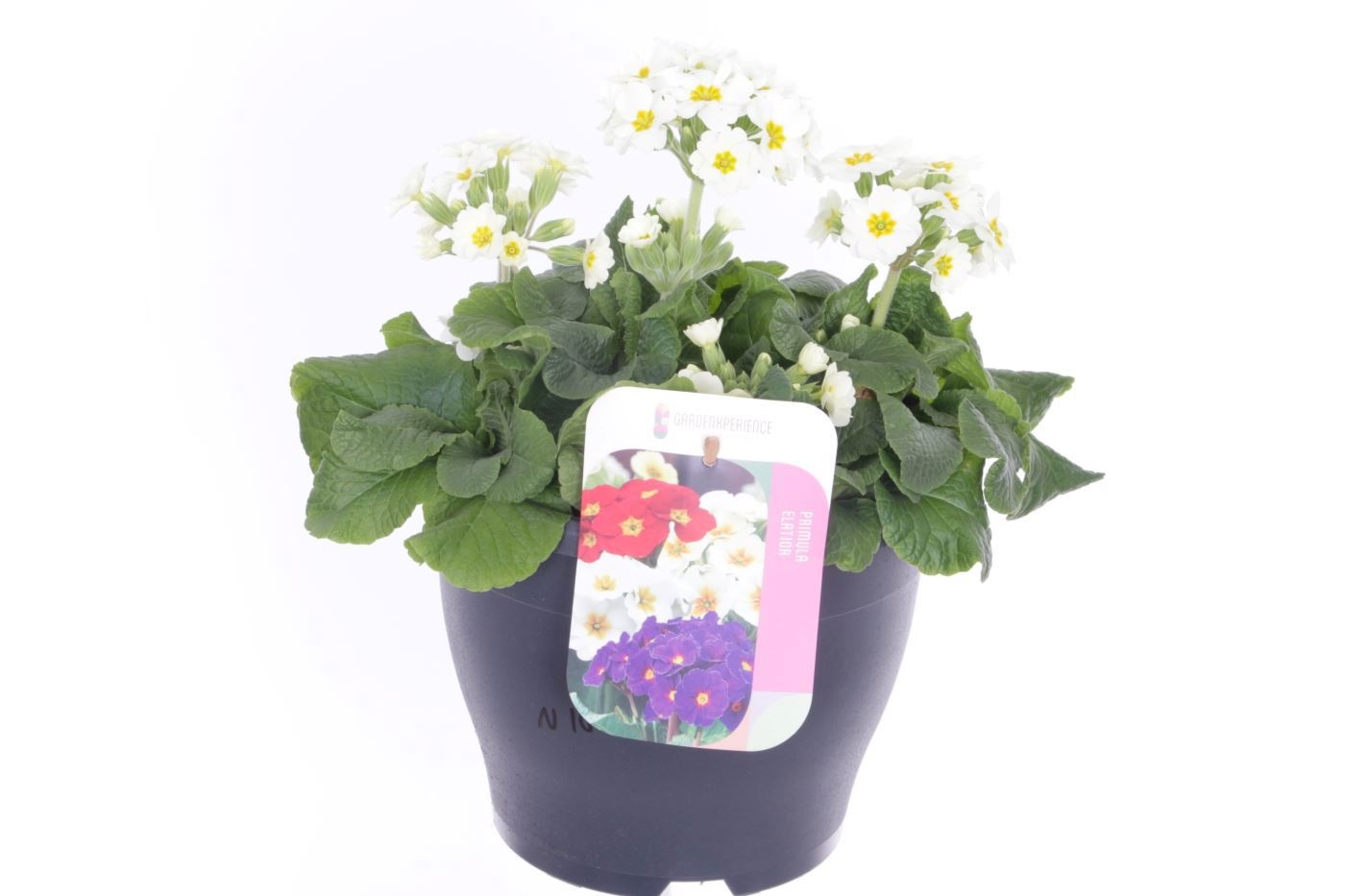 Primula elatior Veristar Late White, D 23