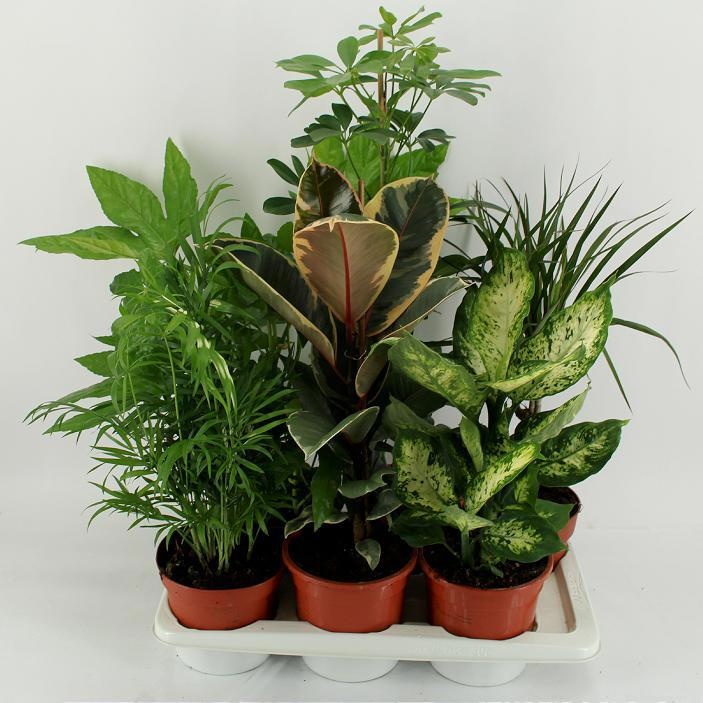 M-6 Mixtplanten in tray, D 17