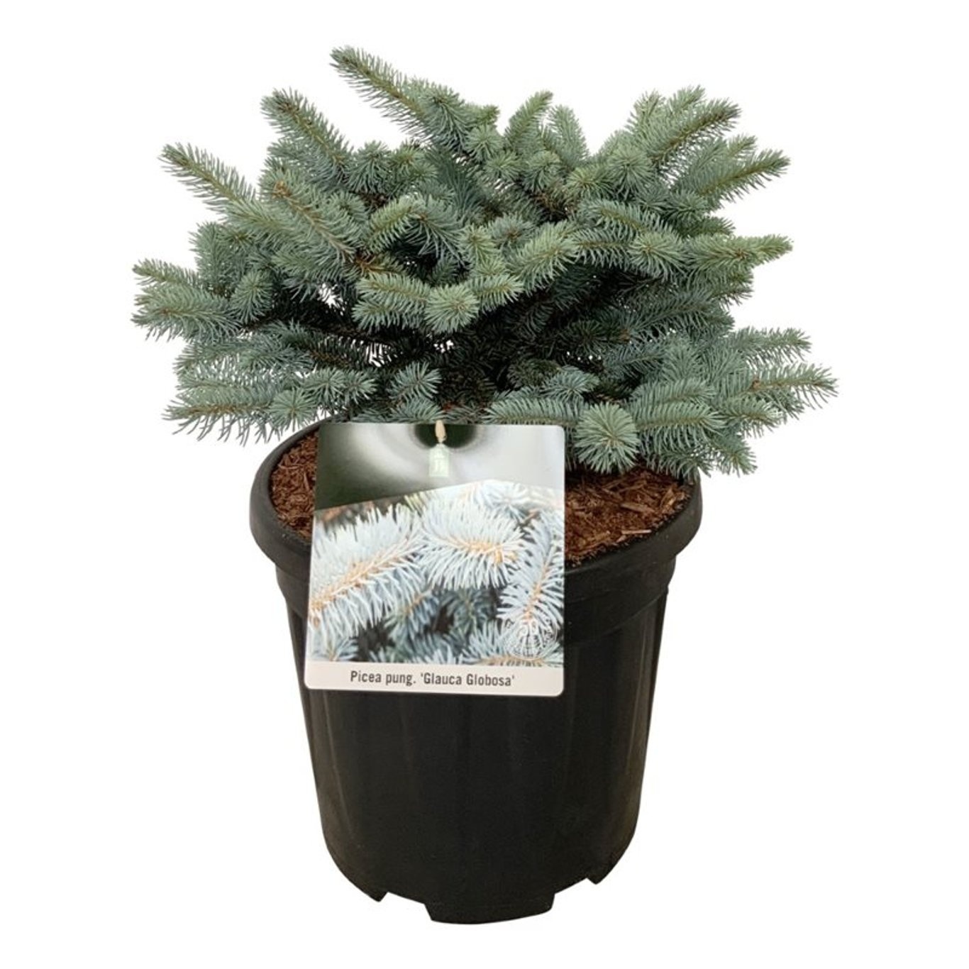 Picea pung. 'Glauca Globosa', D 32 cm