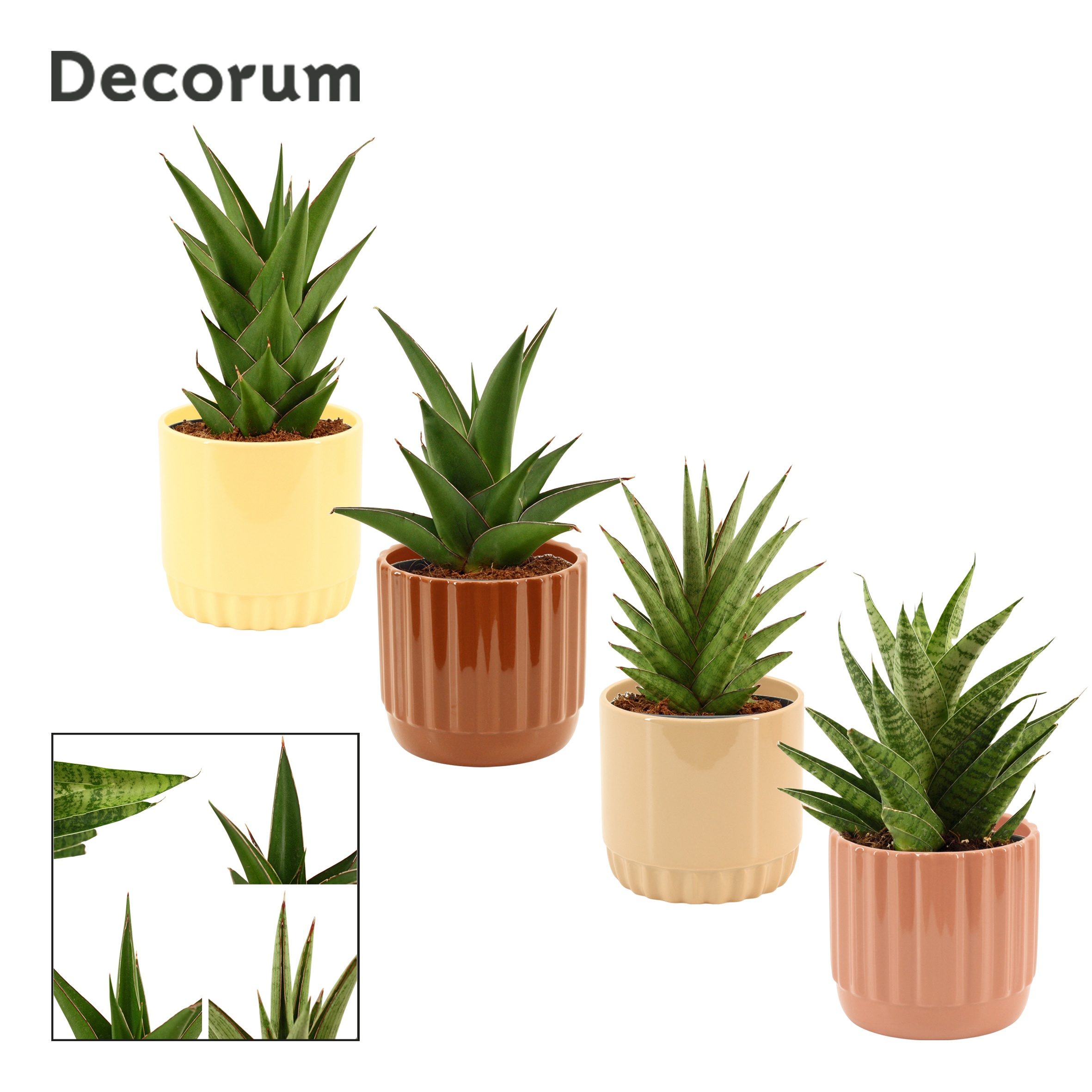 Sansevieria Crown Mix 12 cm in Liam (Coffee blend-collection), D 12