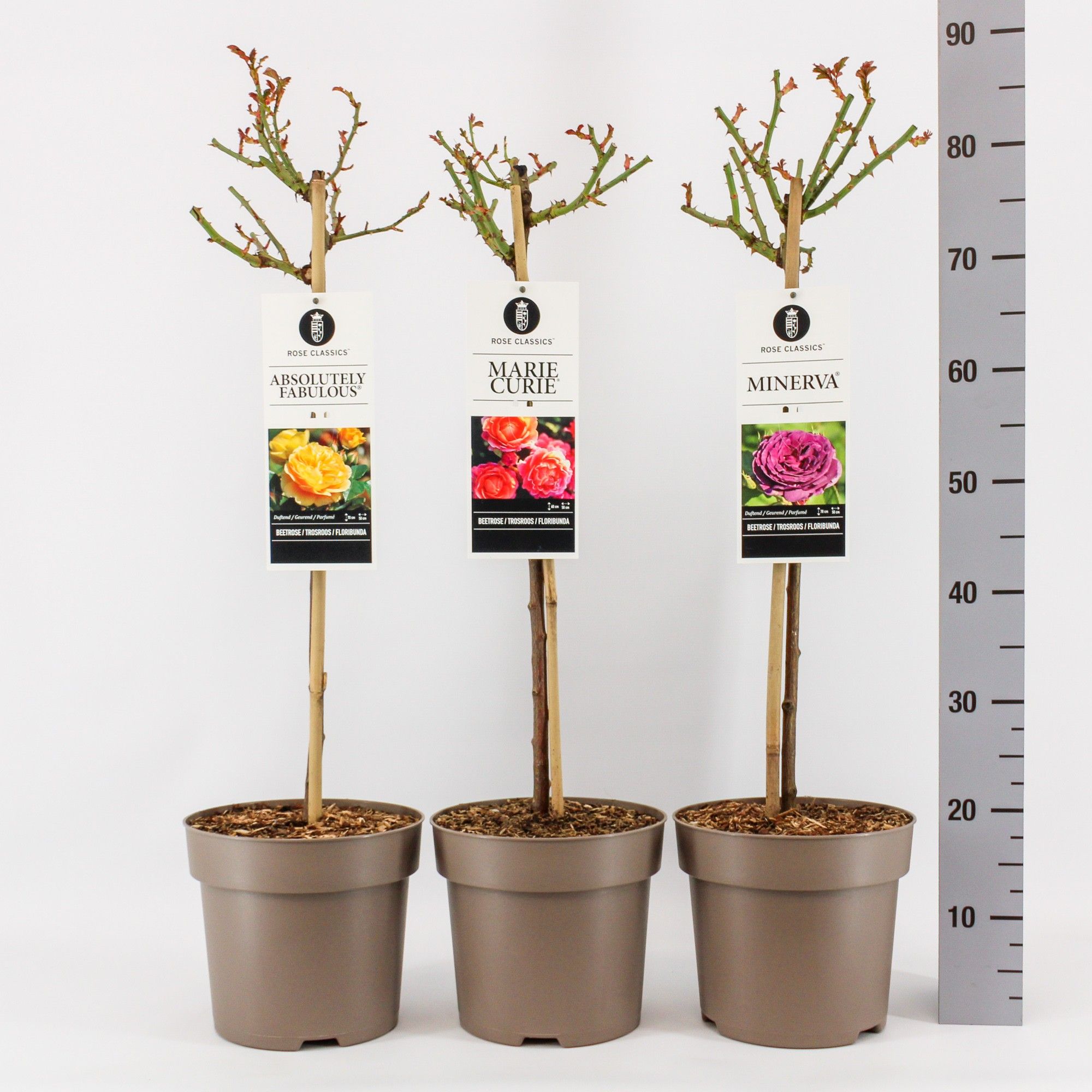 Rose Classics (TH/F) mix, stam 50, C6, D 24