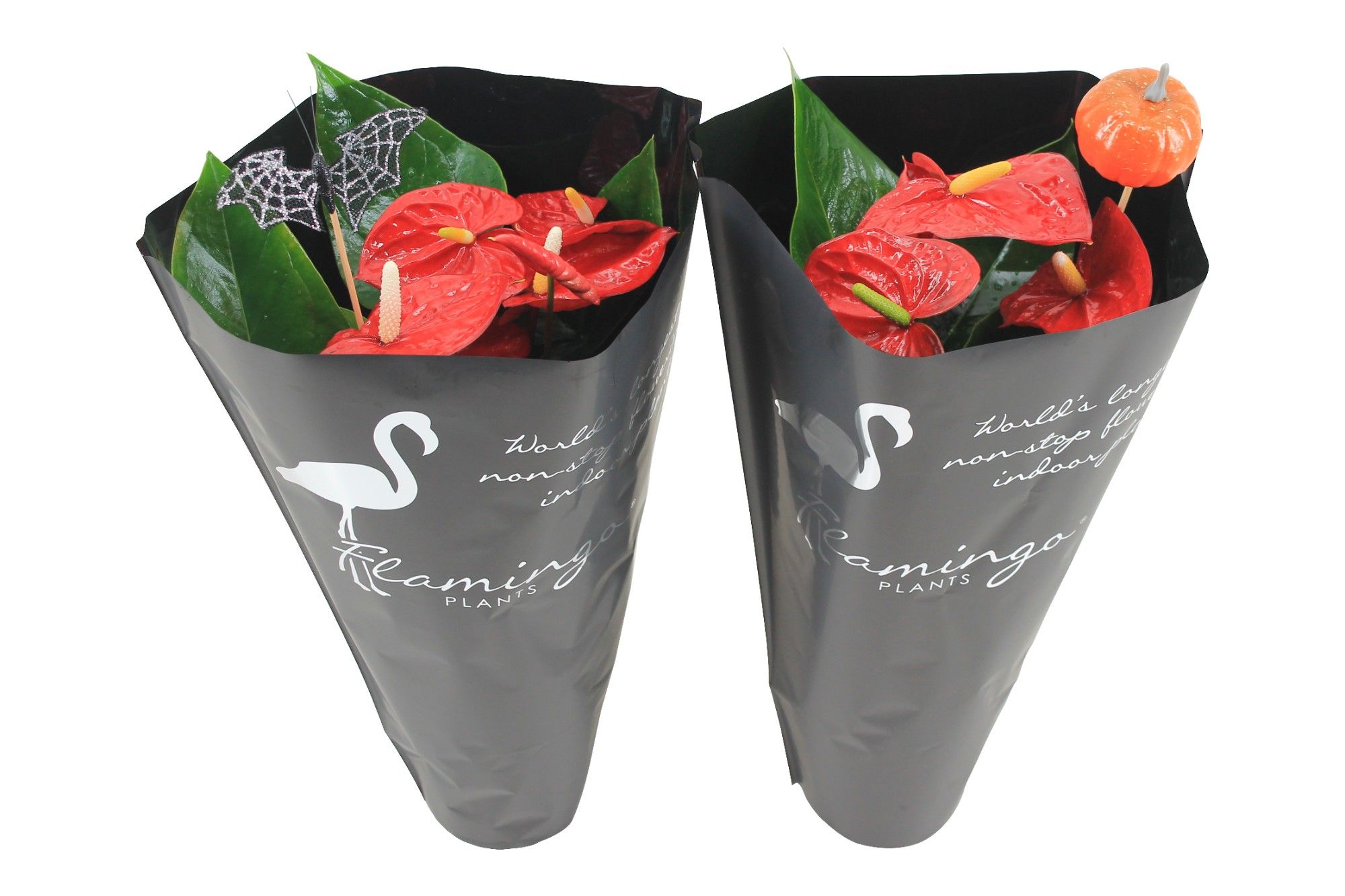 Anthurium XL.9 Jambo Red 14cm in zwarte sierhoes en halloween bijsteker, D 14