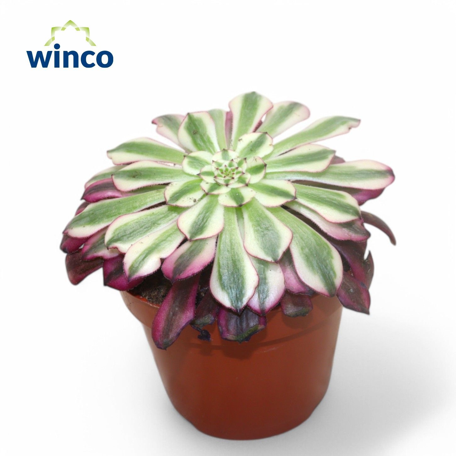 Aeonium Red Copper, D 10,5