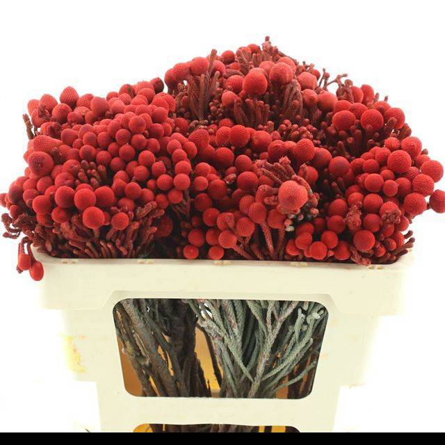 Бруния Лаевис 50 (сер.), шт.