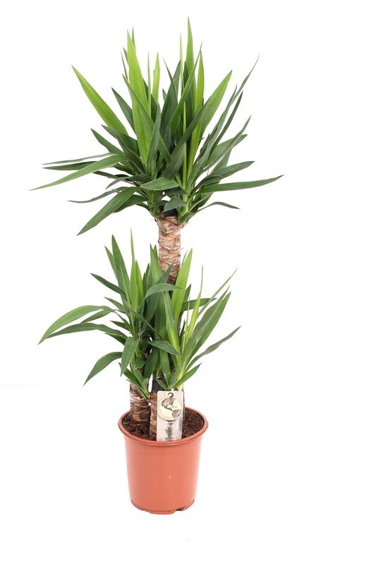 Yucca P21 60-30-20, D 21