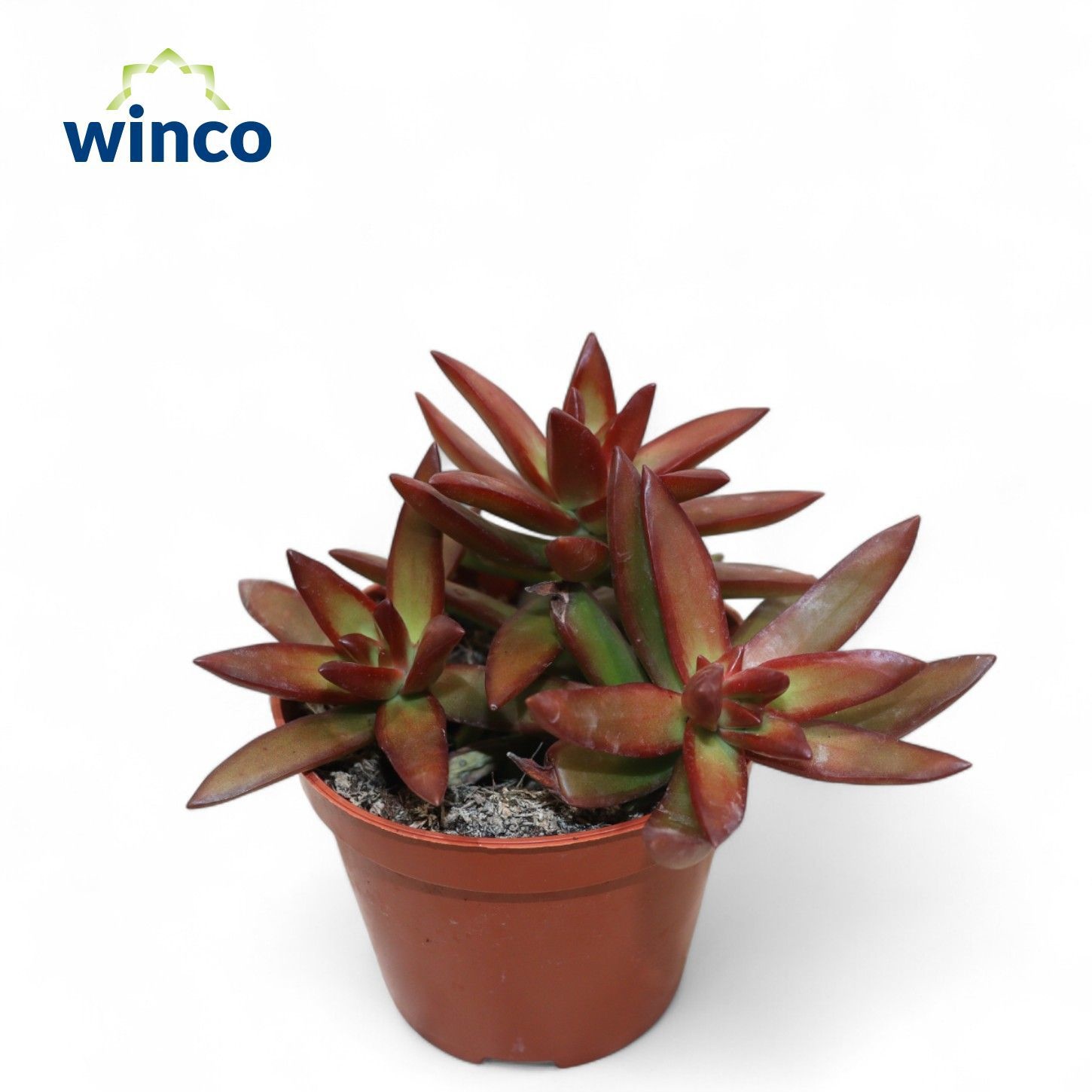 Sedum Adolphi "Firestorm", D 8,5