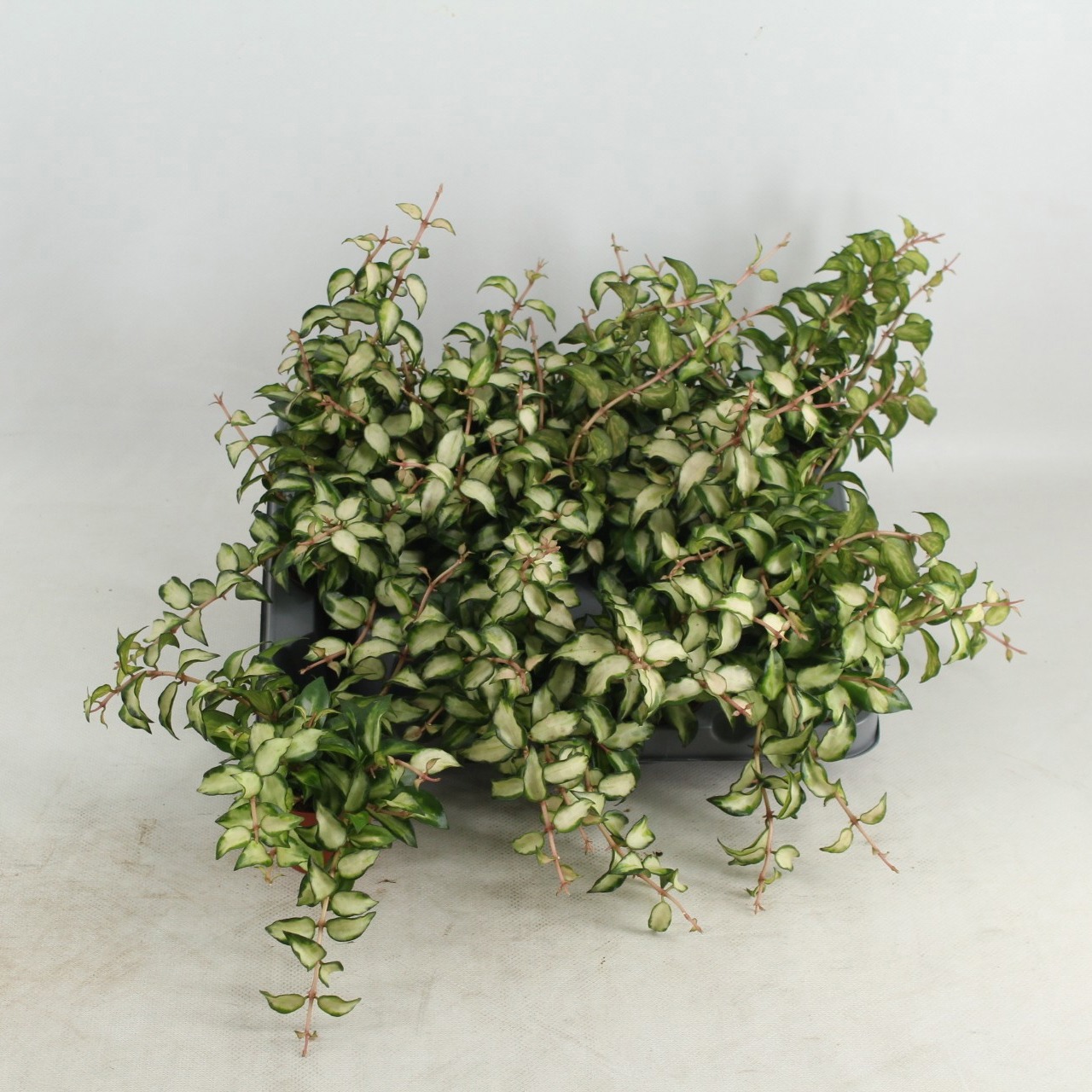 Hoya lacunosa Sp Bruno, D 6