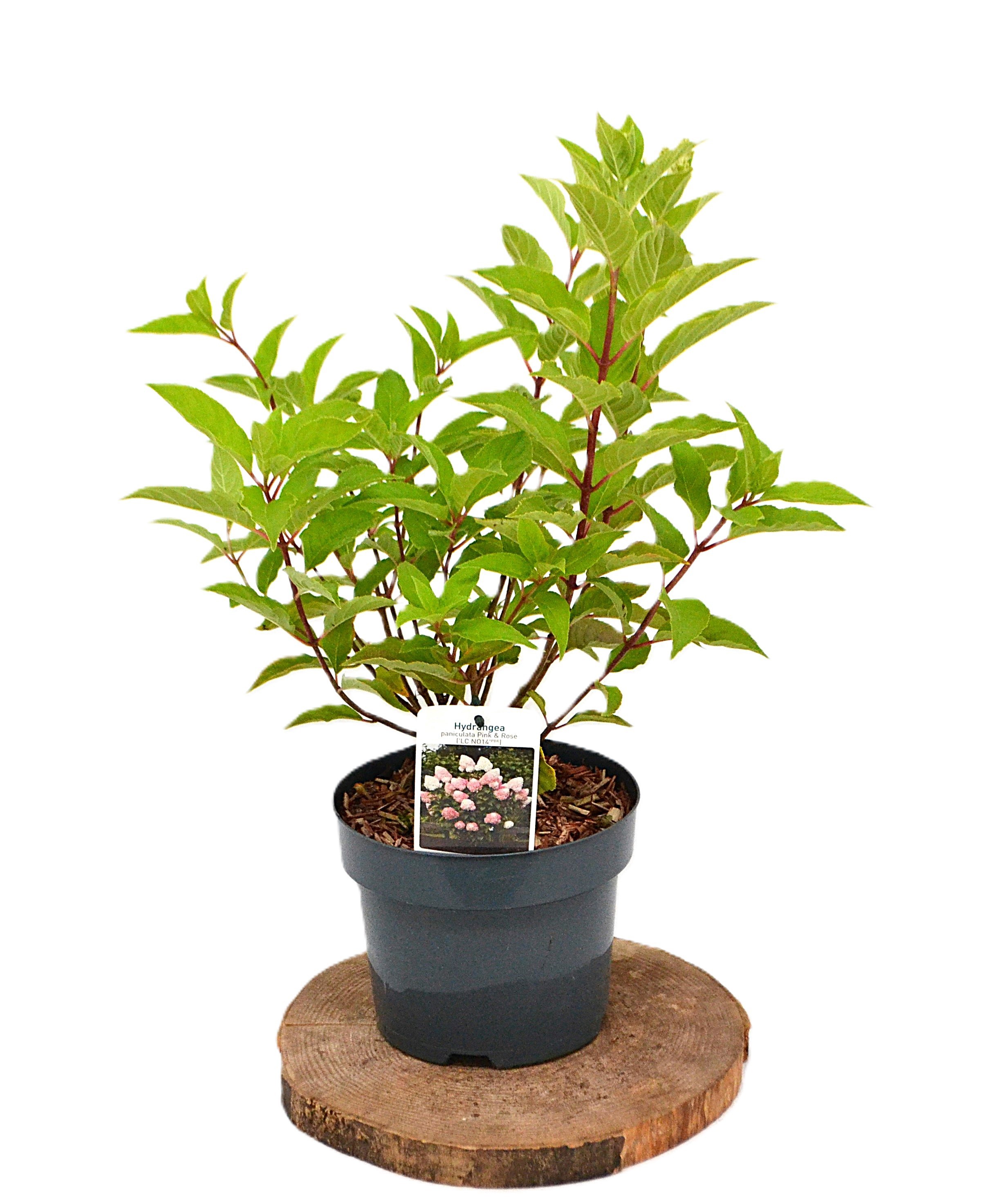 Hydrangea paniculata Living Pink & Rose C3, D 19