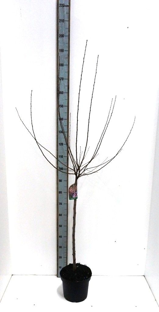Prunus triloba, D 26