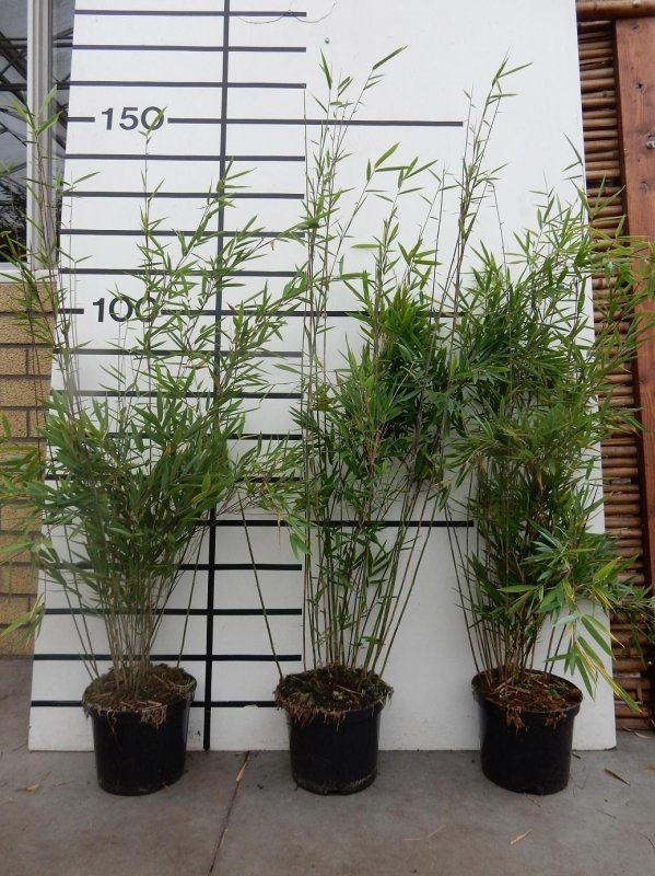 Fargesia nitida 'Black Pearl', D 23