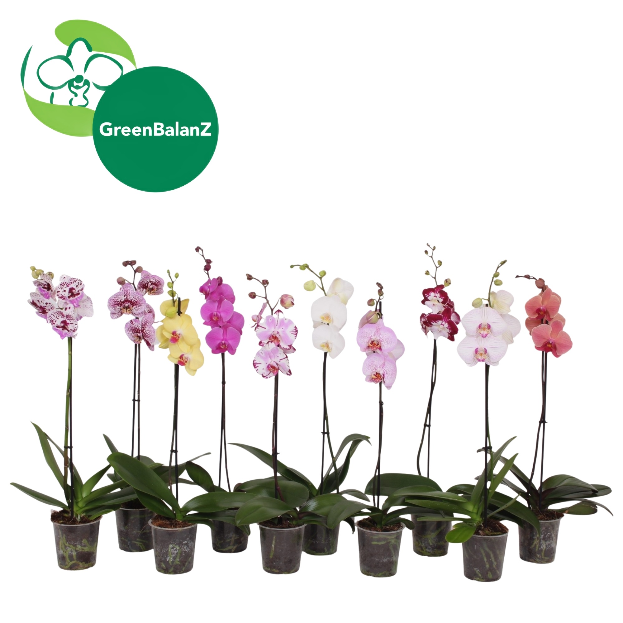 BalanZ - Mix 1 tak 9+/55, D 12