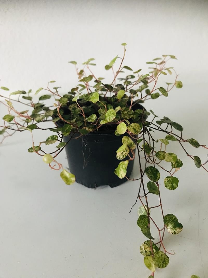 MUEHLENBECKIA AXILLARIS PINK CAMOFLAGE, D 9