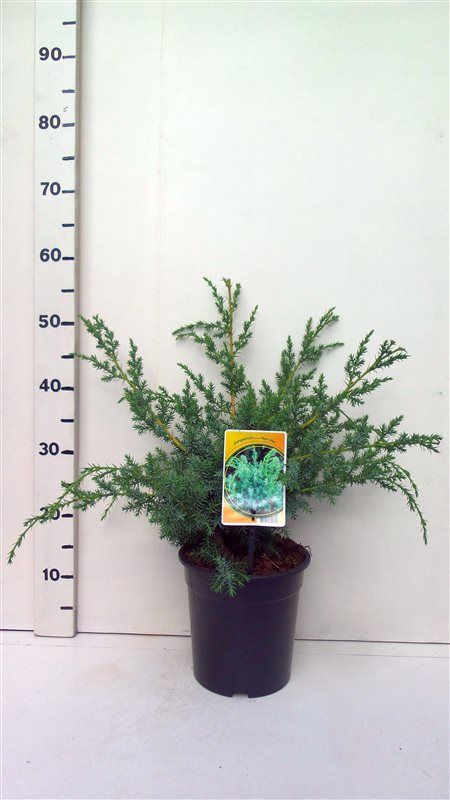 Juniperus c. 'Blue Alps', D 19