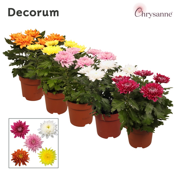 Chrysanne® Zembla Next Mix p17, D 17 cm Chrysanne® Zembla Next Mix p17, D 17 cm