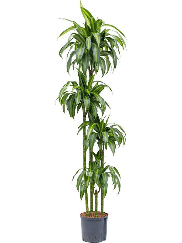 Dracaena fragrans 'Hawaiian Sunshine', D 22