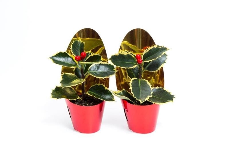 ILEX AQUIFOLIUM VARIEGATED/COVER, D 6 cm ILEX AQUIFOLIUM VARIEGATED/COVER, D 6 cm
