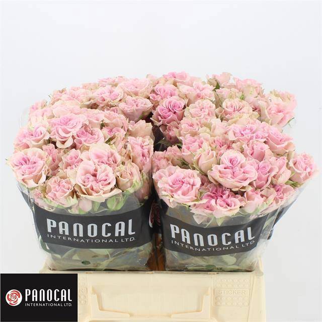 Роза куст. Свит Флоу 40, шт. Роза куст. Свит Флоу 40, шт.