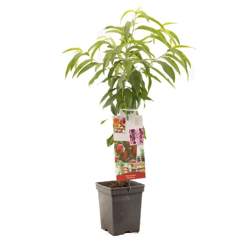 Prunus persica Red Peach Dwergperzik grootvruchtig, D 18 cm