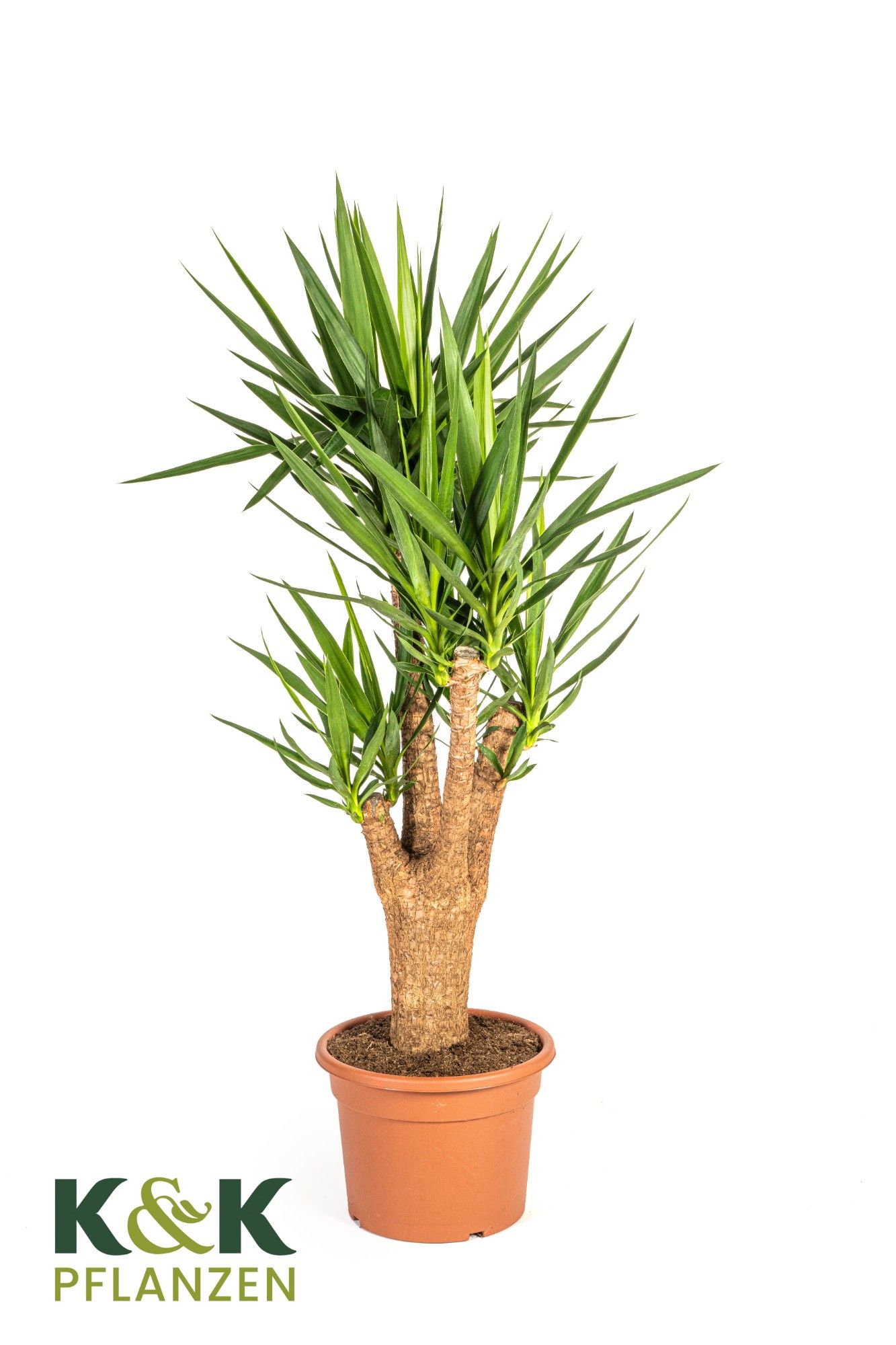 Yucca elephantipes verzweigt T37, D 37