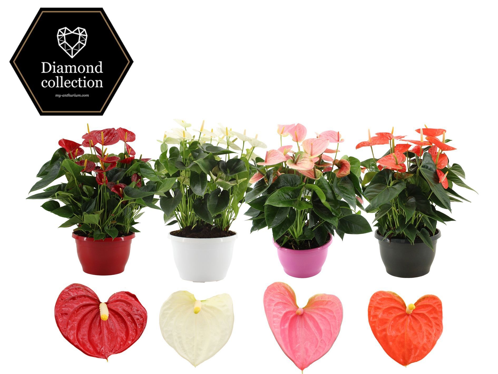 Anthurium 25 cm 4 color mix in Marly plastic bowl, D 25