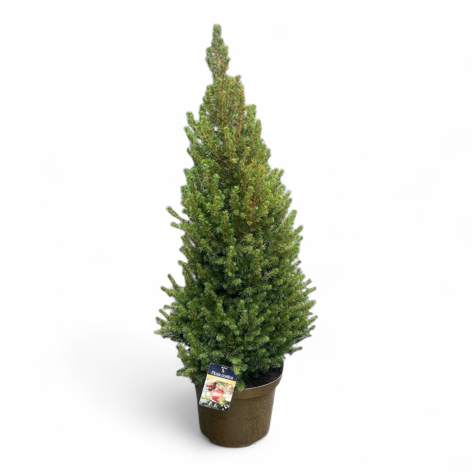 Picea gl. 'Conica' 90-100 cm (110-120 cm) in Gouden Pot, D 29 cm
