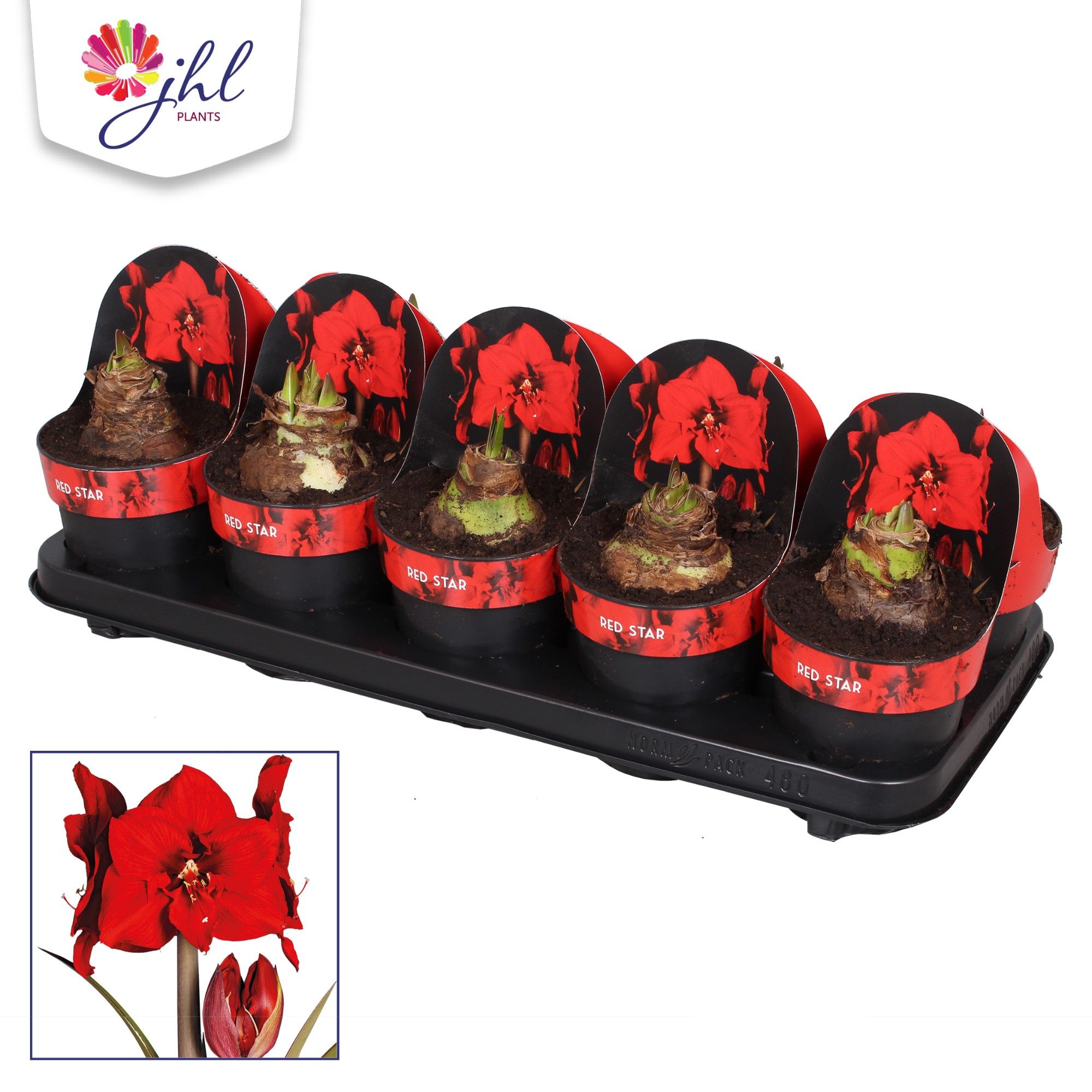 Amaryllis Red Star, D 12 cm Amaryllis Red Star, D 12 cm