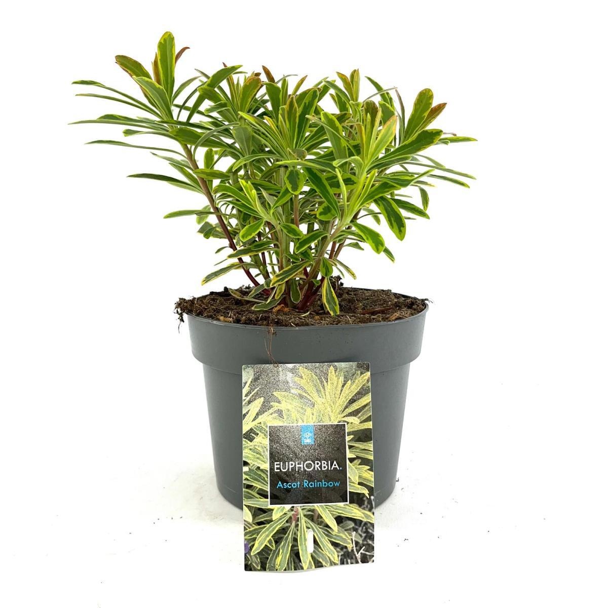 Euphorbia 'Ascot Rainbow', D 17