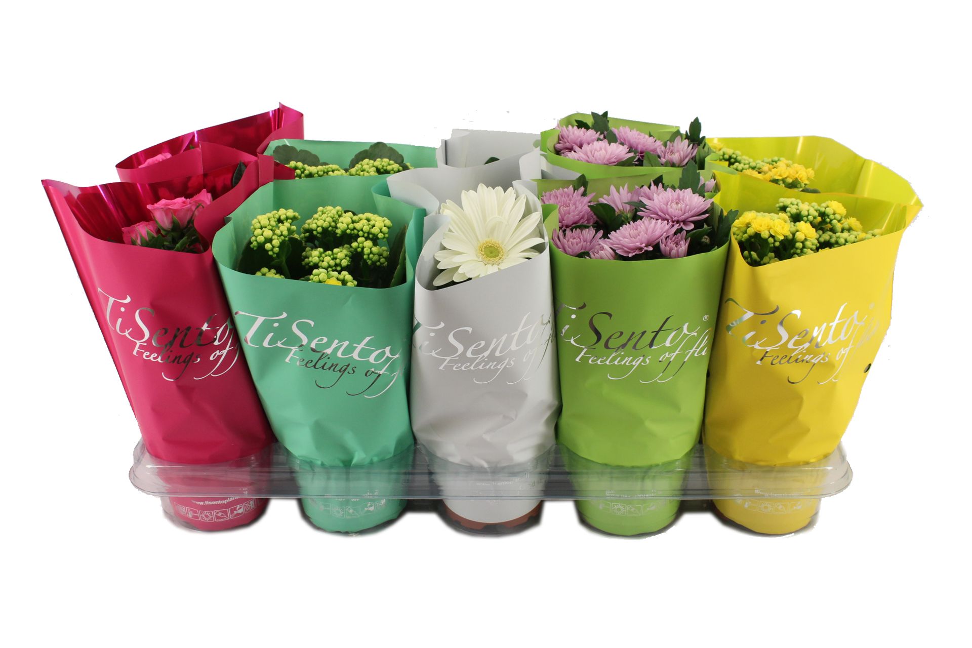 Bloeimix 12cm | Juni Mix, D 12