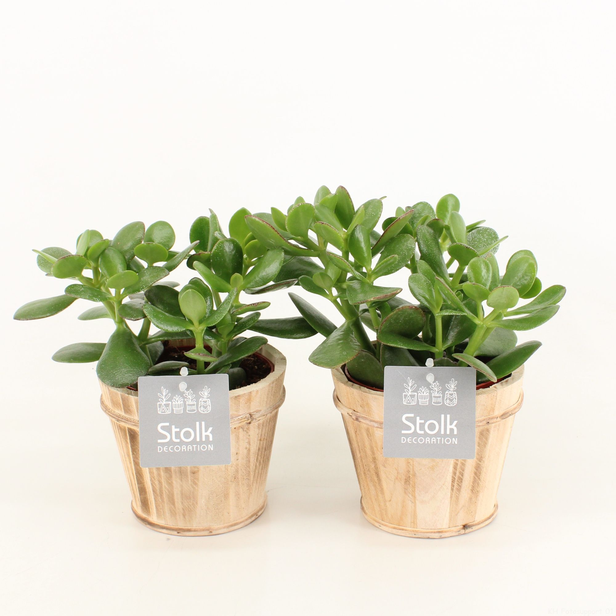 Crassula Ovata in Wood bruin, D 13